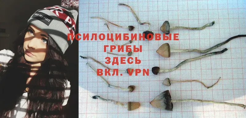 Галлюциногенные грибы Psilocybe  даркнет сайт  Туймазы 